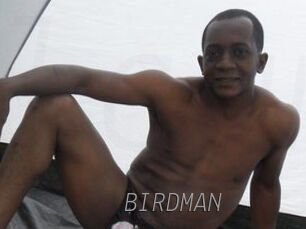 BIRDMAN Livestrip Cams