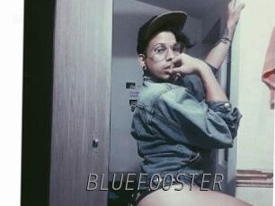 BLUEFOOSTER Livestrip Cams