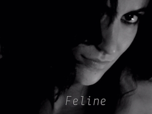 Feline Livestrip Cams