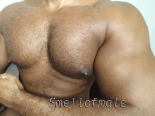 smellofmale Livestrip Cams